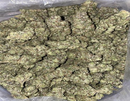 HoneyDew Melon - Indoor (120/OZ - 1875/LB)