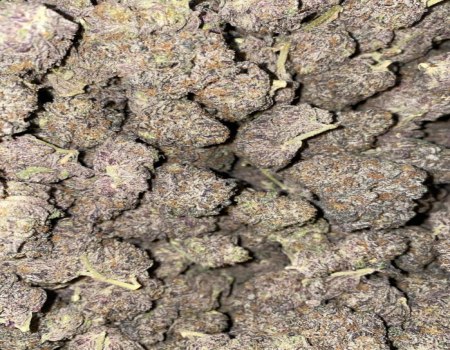 Grape Pie - Exotic (190/OZ - 2950/LB)