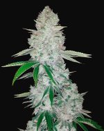 80x GORILLA GLUE AUTOFLOWERING SSED
