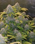 80x FAT BANANA AUTOFLOWER SEEDS