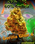 Gorilla glue by yodiweed, strong weed, fast delivery from France