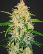 80x ZKITTLEZ AUTOFLOWER SEED
