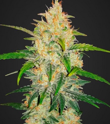 80x ZKITTLEZ AUTOFLOWER SEED