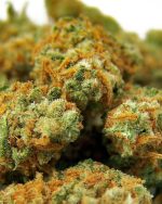 OG Kush Indoor AAA+