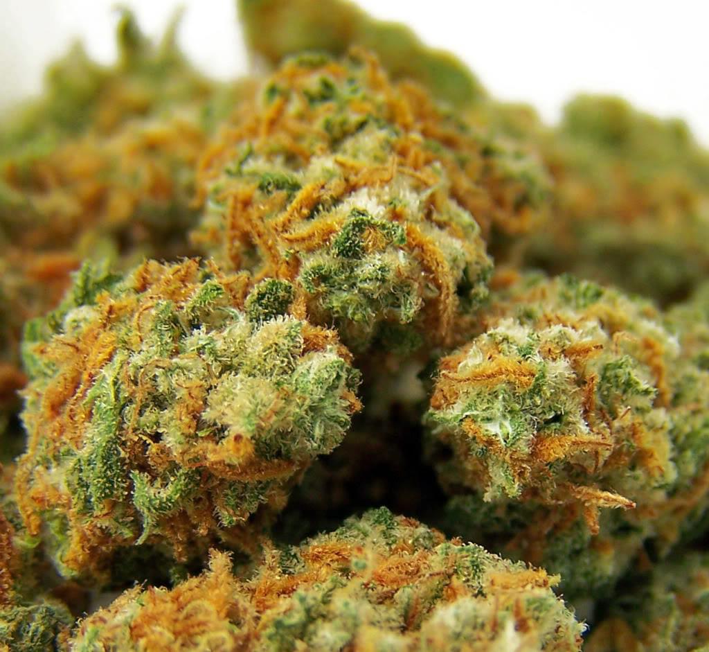 OG Kush Indoor AAA+