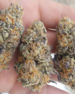Gelato Strain Best Quality