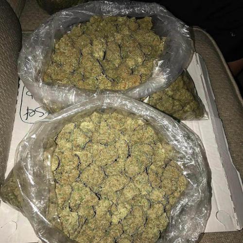Bio Sour Diesel Indoor
