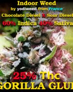 Gorilla glue by yodiweed, strong weed, fast delivery from France