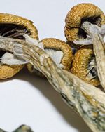 1 Oz (28g) Organically Grown Golden Teacher Magic Mushrooms