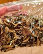 Golden Teachers Mushrooms