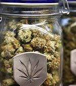 HIGH GRADE MARIJUANA QP=$500