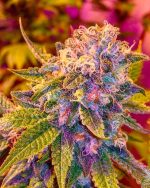 1 Kilo Purple Haze Buds ! SALE