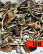 Magic Mushrooms Psilocybe Cubensis Very POTENT (3.5G)