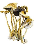 Golden Emperor Mushrooms