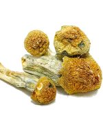 Penis Envy Magic Mushrooms