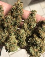 OG KUSH