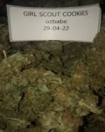 GIRLS SCOUT COOKIES -premium strain-free shipping