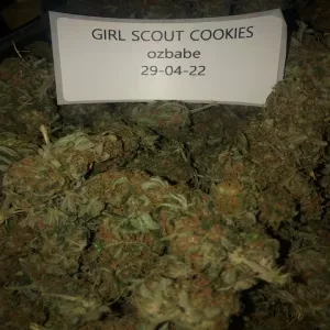 GIRLS SCOUT COOKIES -premium strain-free shipping