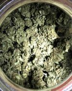 7OD (Exclusive Custom Strain)