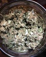 White Shark