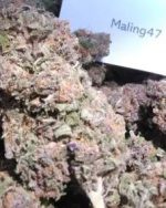 3.5g PURPLE PUNCH - United Kingdom NEXT DAY