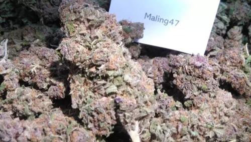 3.5g PURPLE PUNCH - United Kingdom NEXT DAY
