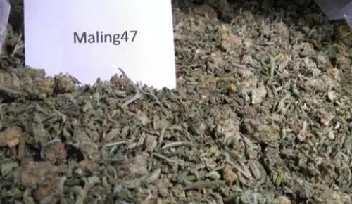 56g ) SHAKE - UNITED KINGDOM