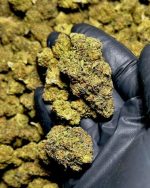 14g (Half Oz) - PURPLE COOKIES - (Fresh & Frosty AAA+ Dep) +Free Ship!