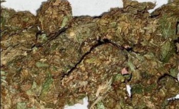 Critical Kush 10g