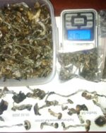 Buy Golden Teacher Mushrooms (14 g)