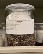 RICIN | Ricin – Pure poison 15g(Additional security service - Masked-With plasma-chemical modification)