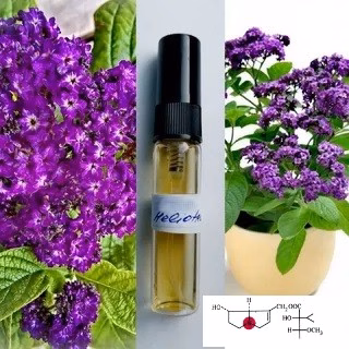 HELIOTROPE | Heliotrope (not in autopsy) Powerful and silent poison 5g