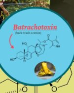 BATRACHOTOXIN | Batrachotoxin -Skin Poison Spray Solution-100µg